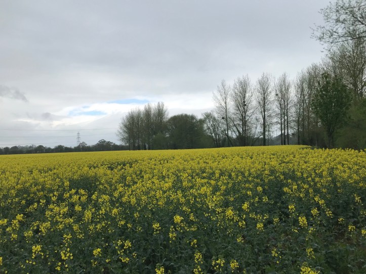 Rapeseed 3
